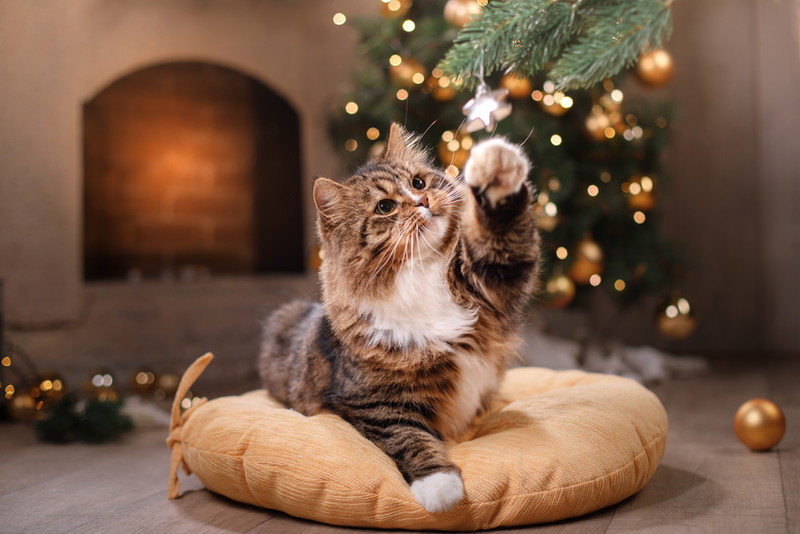 Achtung Weihnachten – Versteckte Gefahren für Ihre Katze