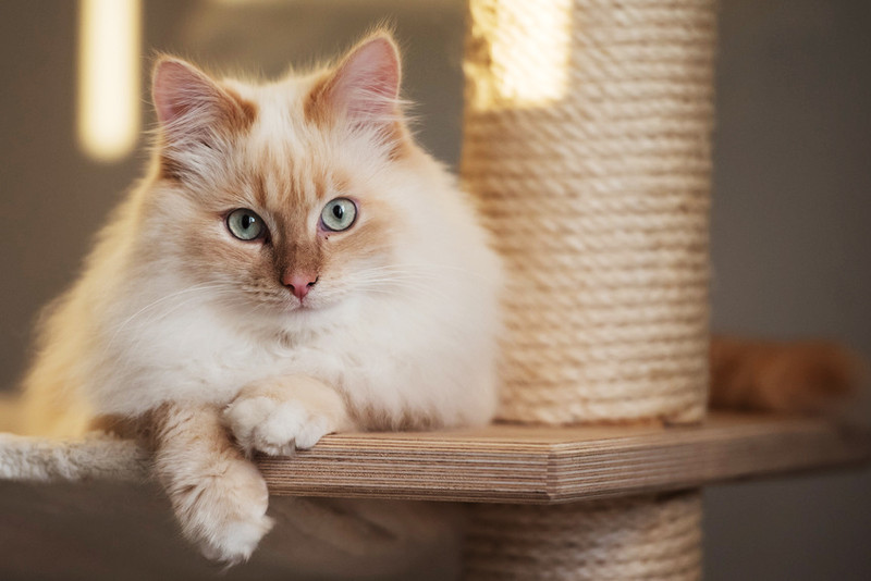 Katzenbetreuung im Urlaub: Was muss ich bei der Auswahl einer Tierpension beachten?