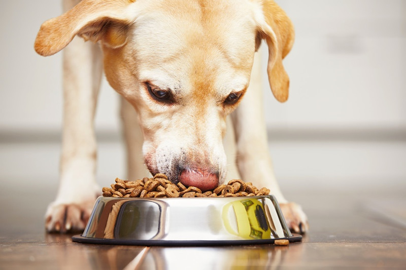 Welche Inhaltsstoffe befinden sich im Fertigfutter der Hunde?